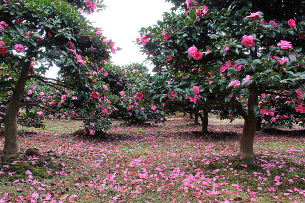 camellia japonica tree